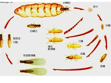 海珠灭白蚁中心:白蚁吃什么,白蚁是怎么样繁衍的?