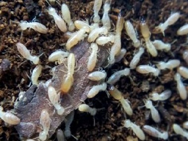 荔湾白蚁防治中心疫情防控期如何做好白蚁防治