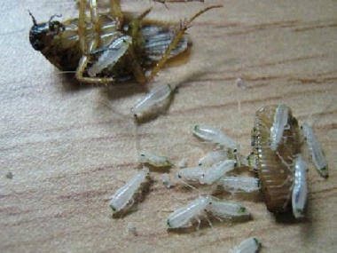 越秀专业灭杀害虫机构如何消灭办公室的蟑螂