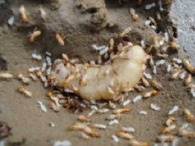 广州专业预防白蚁：房屋装修为什么要做白蚁防治工作