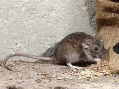 增城杀虫灭鼠中心8招驱鼠办法教你赶走家里的老鼠