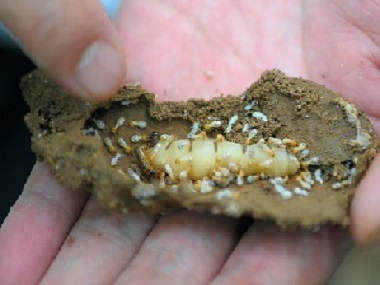 海珠验收白蚁公司专家如何进行白蚁的防治工作