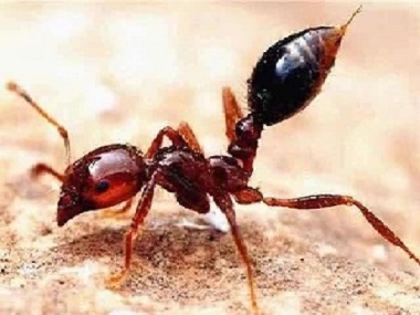 南沙病媒生物消杀：什么是红火蚁？红火蚁有什么危害