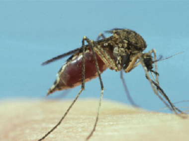 白云控制病媒生物公司消灭蚊子最有效的方法