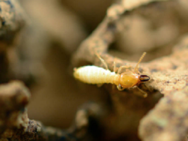 番禺验收白蚁机构：白蚁的危害到底有多大