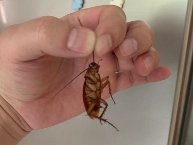 天河消杀虫害公司如何有效快速地驱除蟑螂