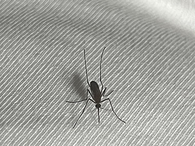 从化有害生物防控站环境整治消灭蚊子工程