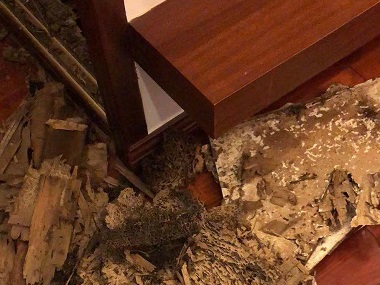 海珠白蚁防治机构白蚁危害的主要特性是什么