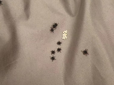 黄埔除四害中心怎么才能把臭虫消灭干净