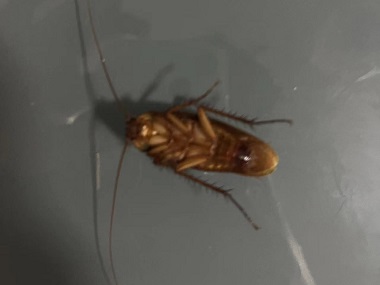 增城有害生物防控家里蟑螂反复出没怎么办